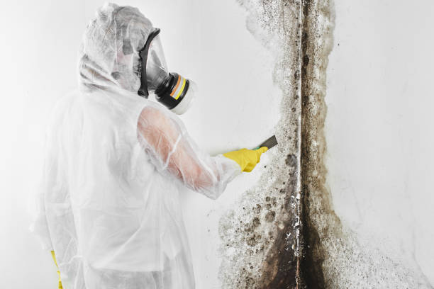 Best Localized Mold Remediation (e.g., coastal areas, humid climates) in Fern Prairie, WA