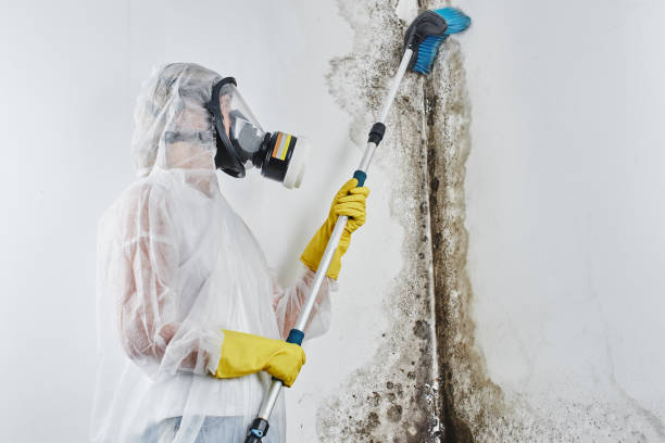 Best Emergency Mold Remediation in Fern Prairie, WA